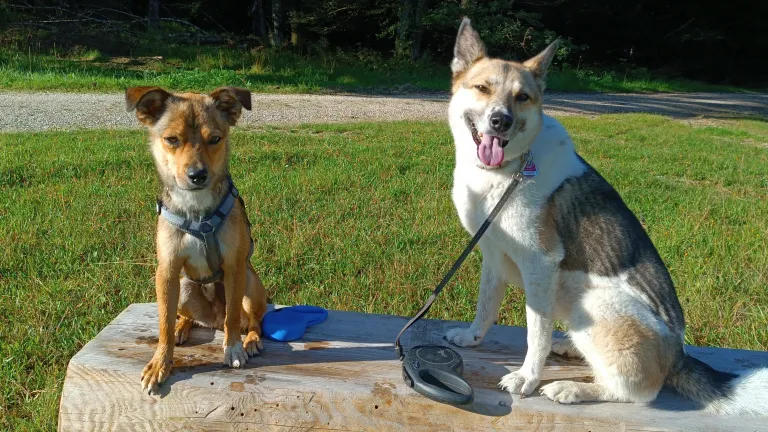 Unsere Schulhunde Skippy und Matja