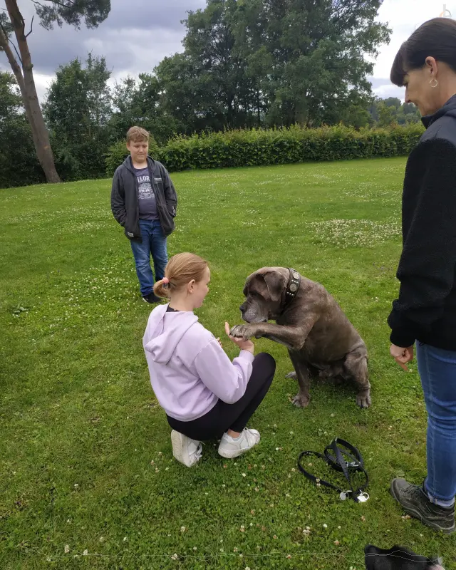 Training mit Gasthund auf dem Sportplatz