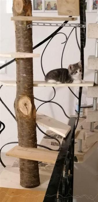 Katzenkratzbaum