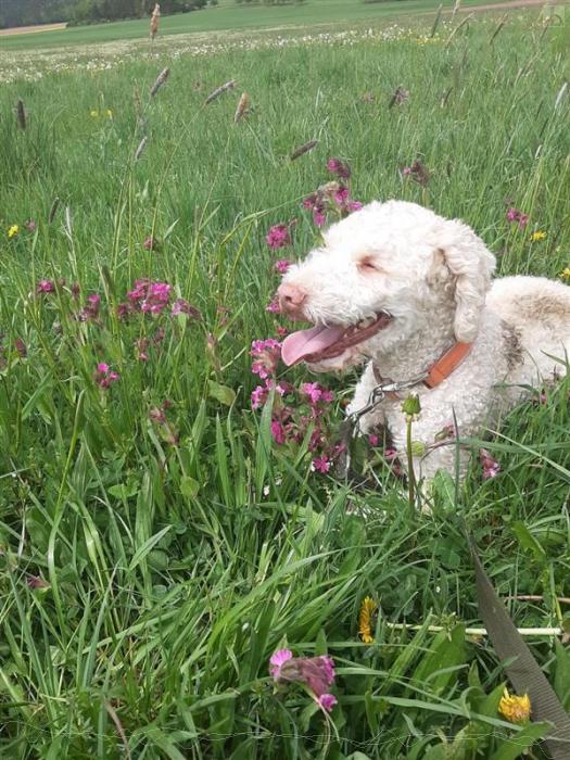 Hund in der Blumenwiese