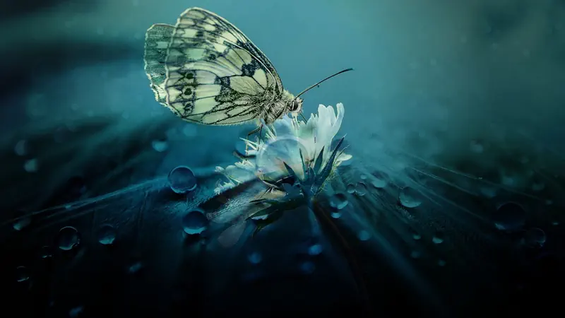 Butterfly - Bildnachweis: Anja, Pixabay