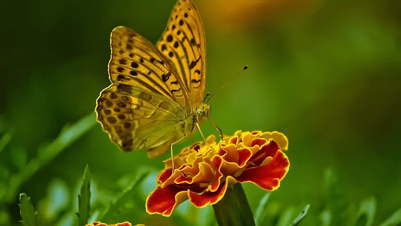 Butterfly - Bildnachweis: Desha, Pixabay
